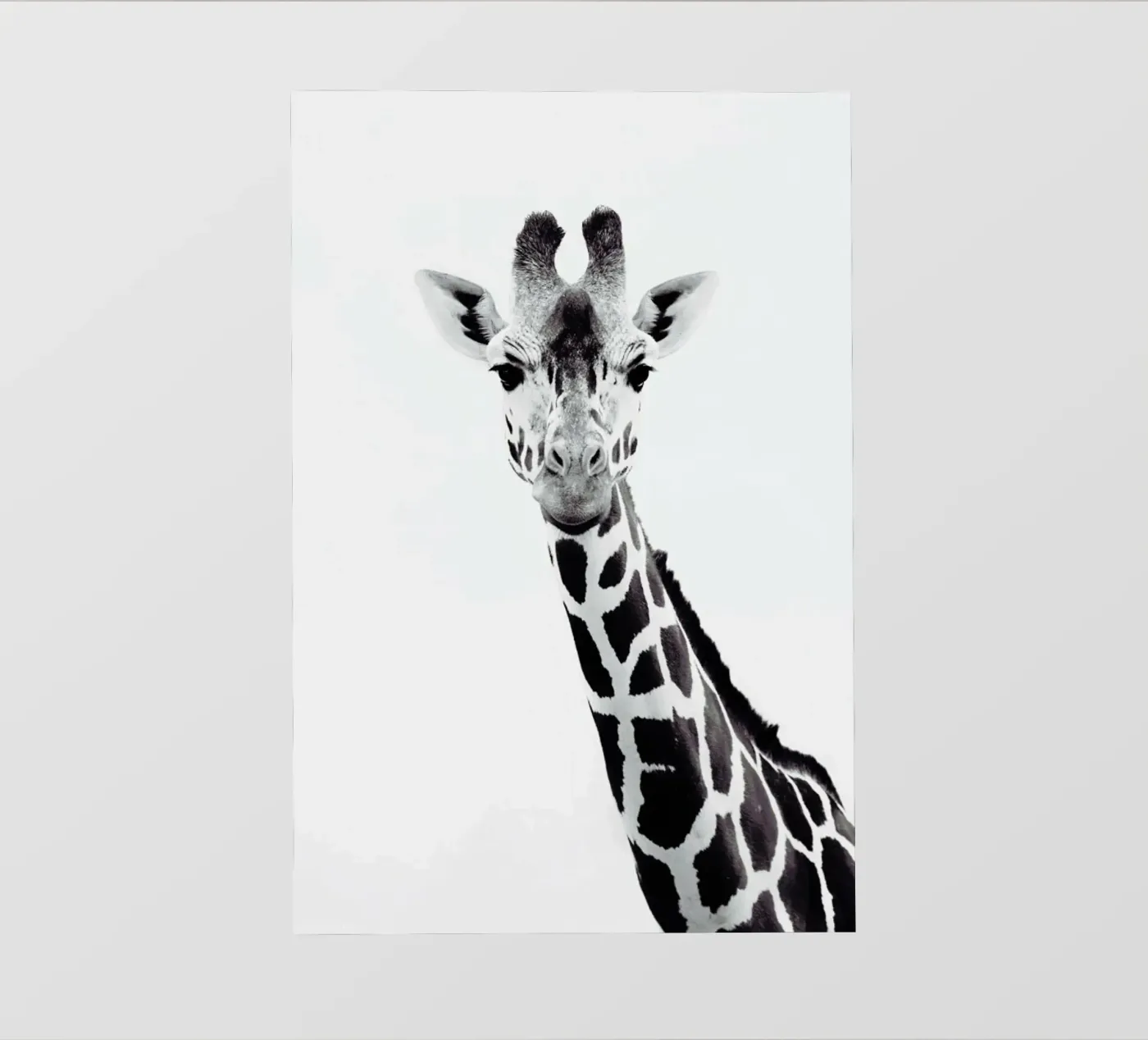 Giraffe fotobehang van Monika Strigel