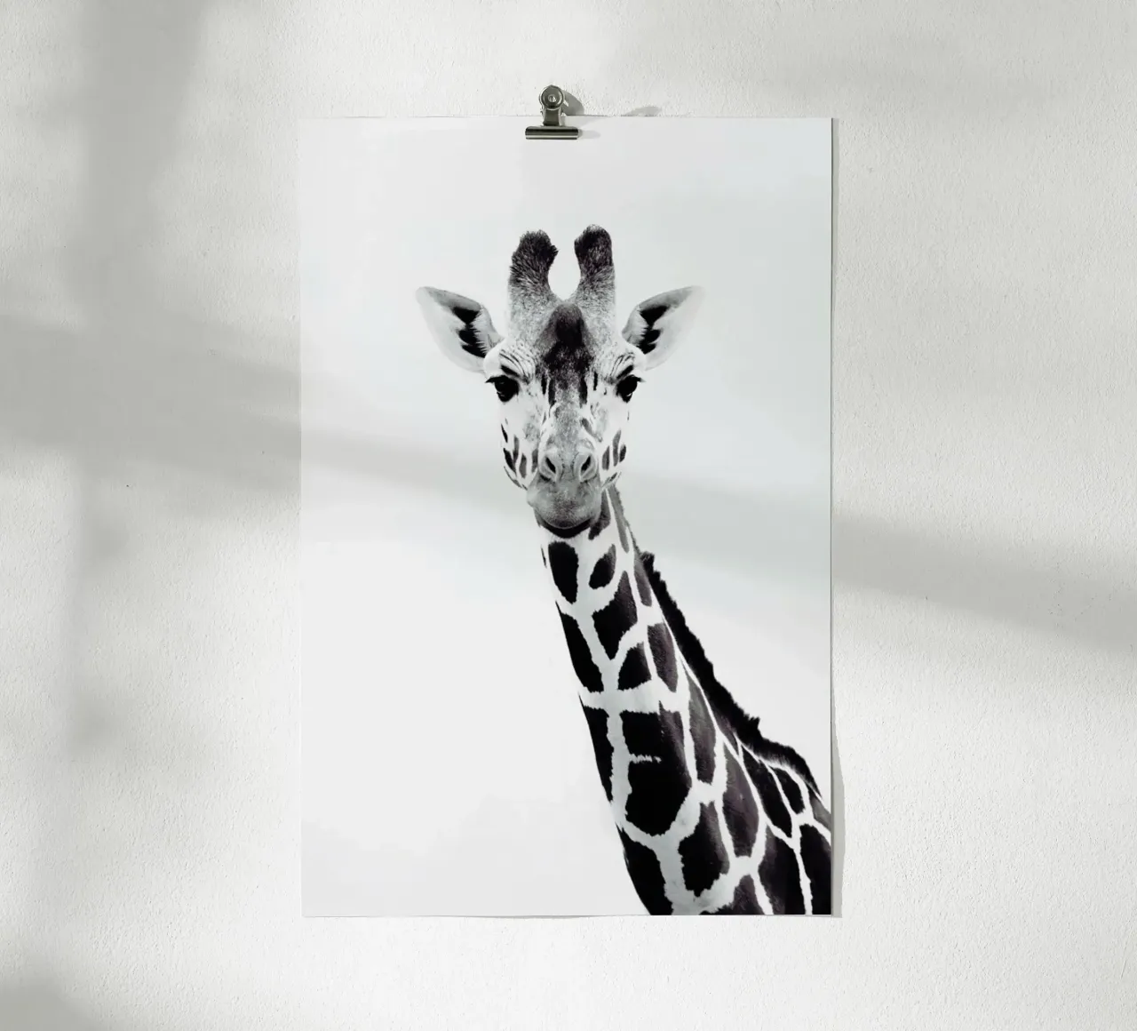 Giraffe poster con telaio in alluminio da Monika Strigel