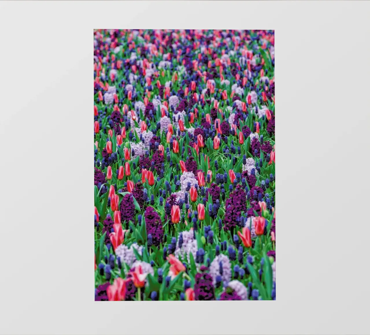 Tulip Field Purple pellicola backlit da Curious Collections by Marielle Leenders