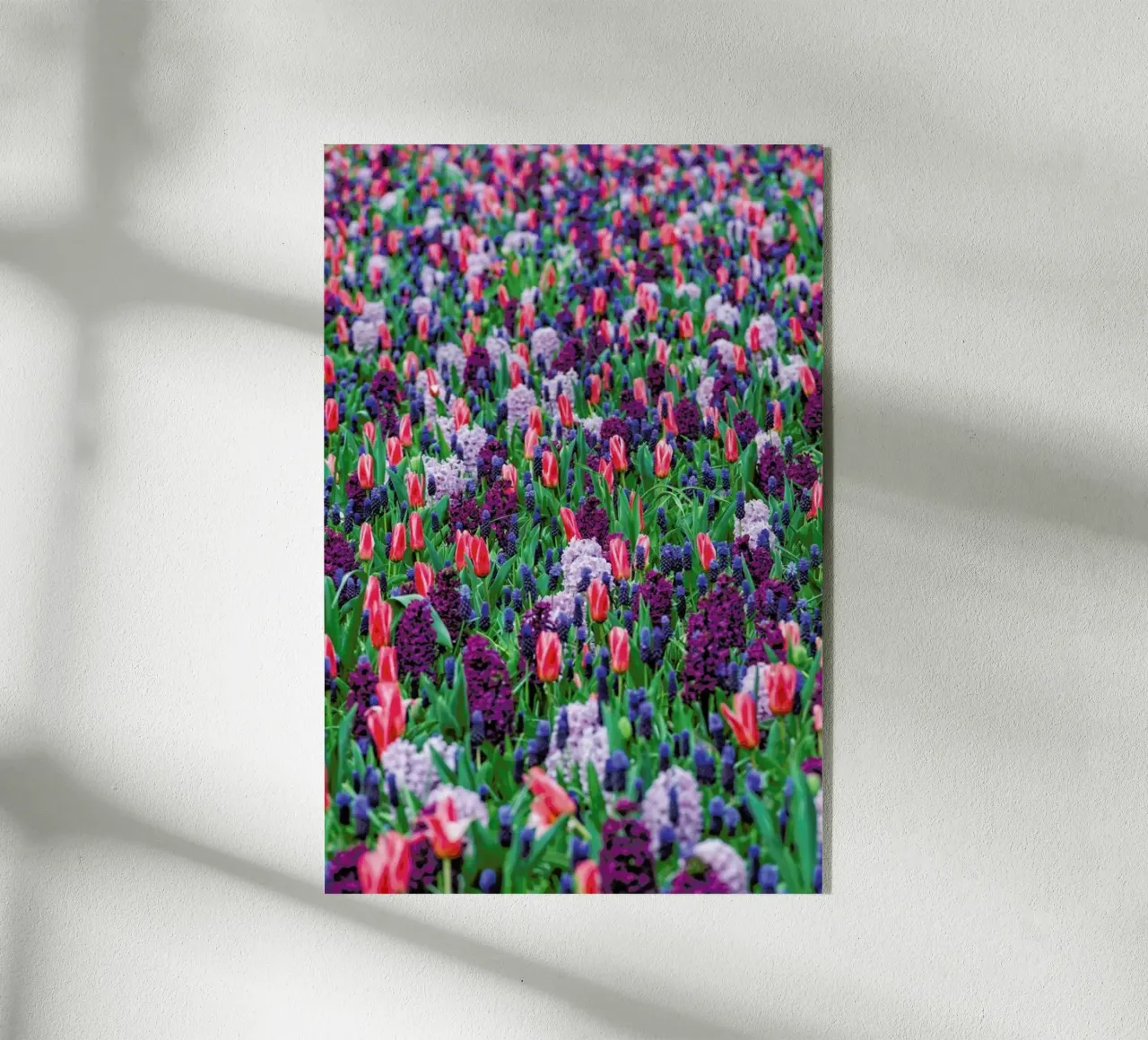 Tulip Field Purple plexiglass da Curious Collections by Marielle Leenders