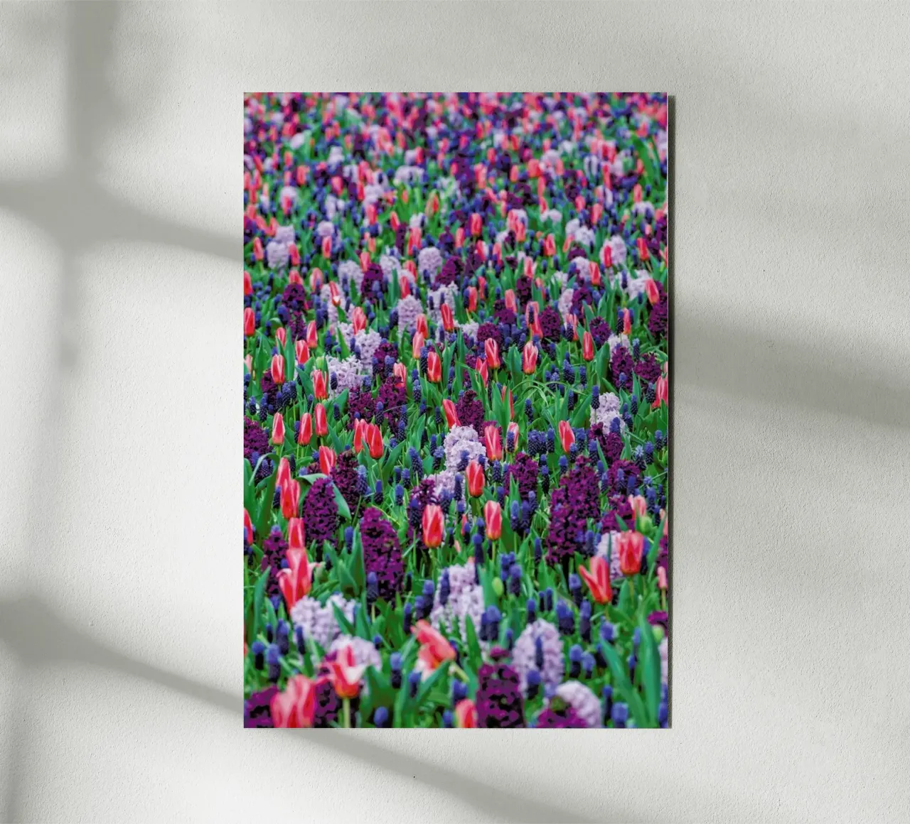 Tulip Field Purple alluminio dibond da Curious Collections by Marielle Leenders