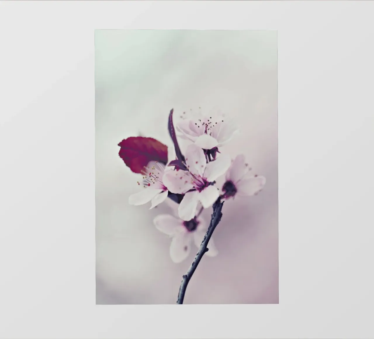 Hanami Fiore di ciliegio telo in pvc da Monika Strigel