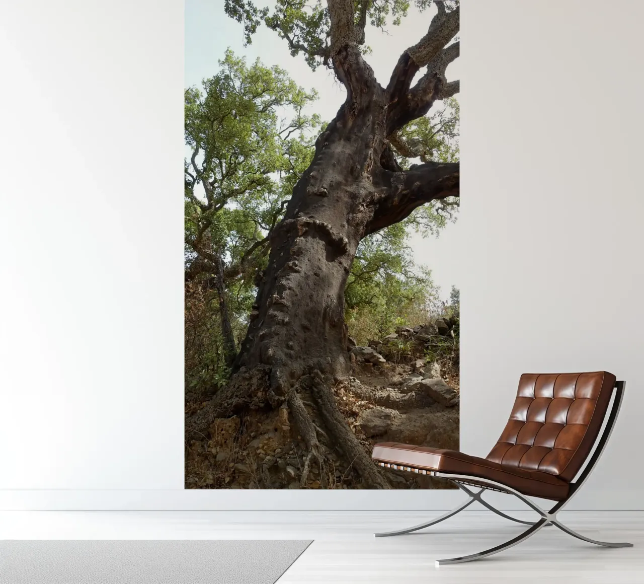 Oak photo wallpaper by Massimo Frascogna