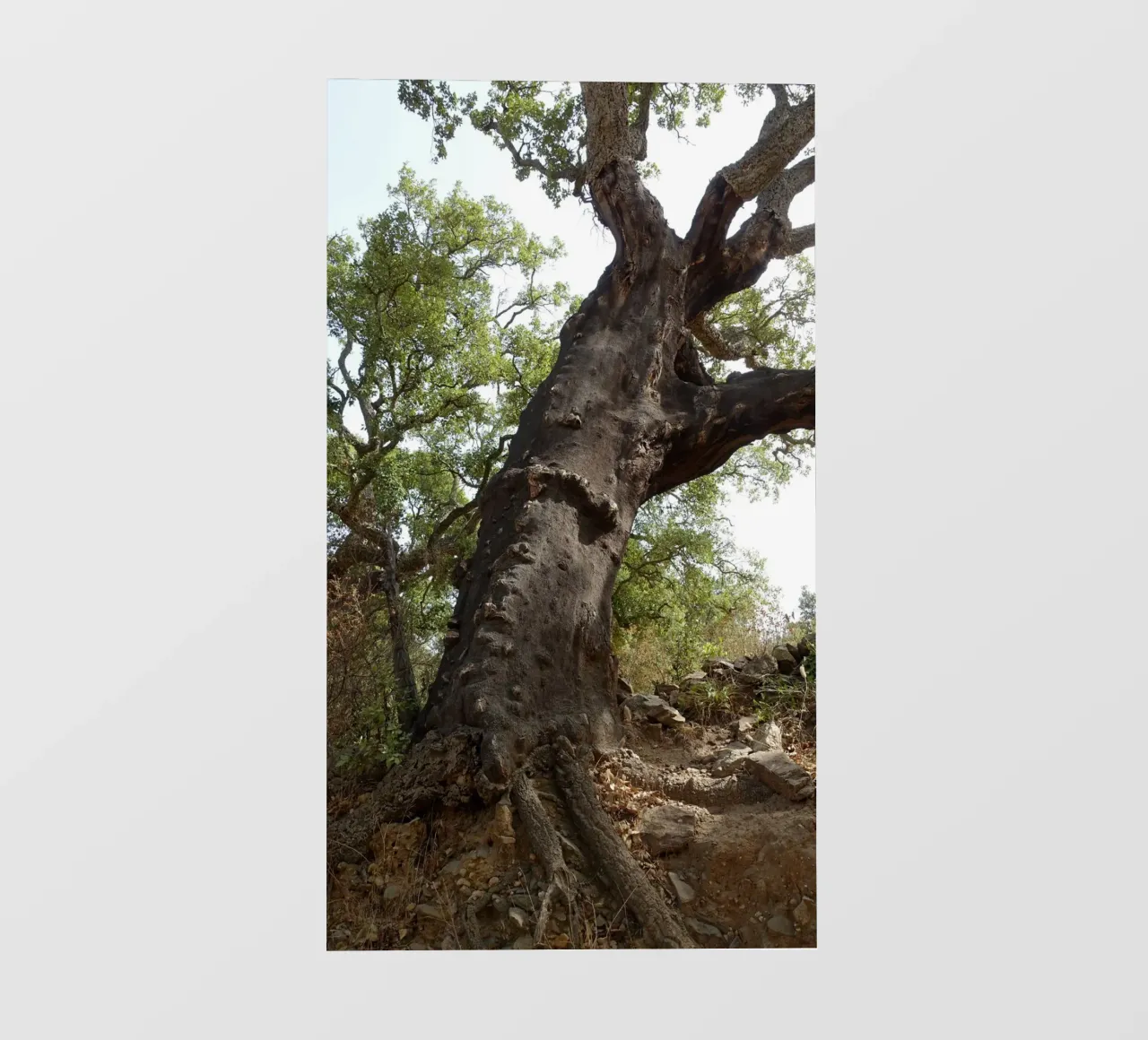 Oak photo wallpaper by Massimo Frascogna