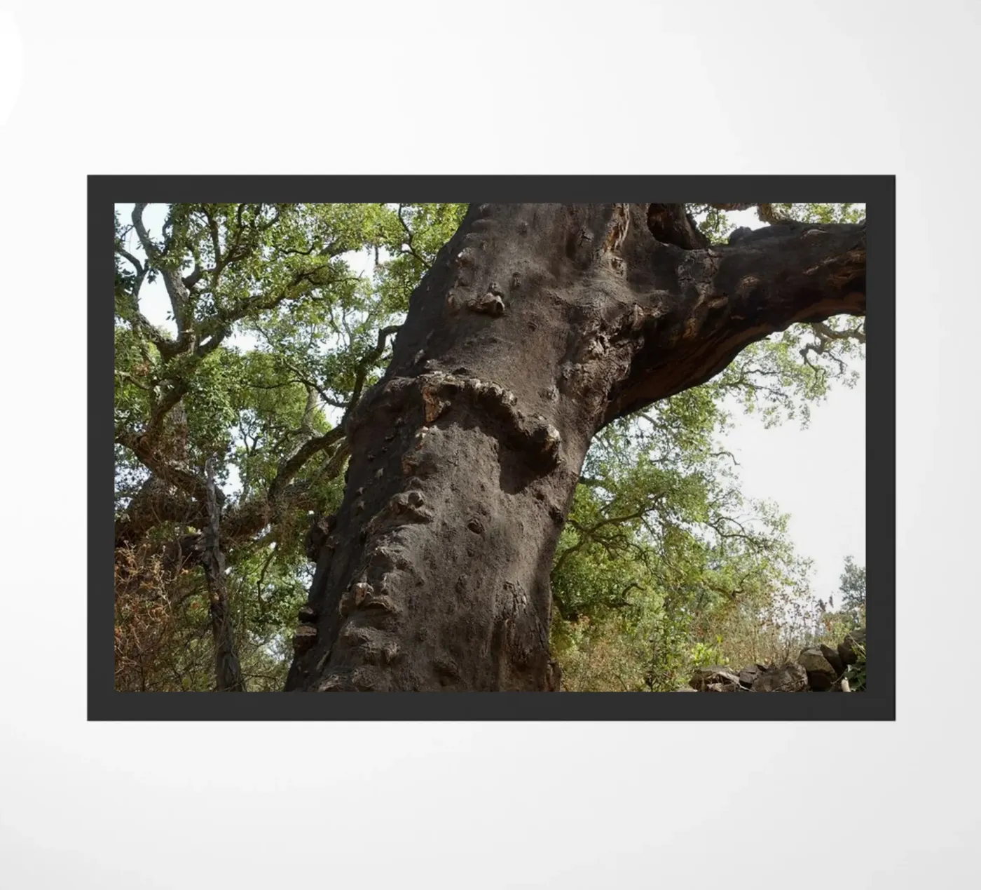 Oak paillasson de Massimo Frascogna