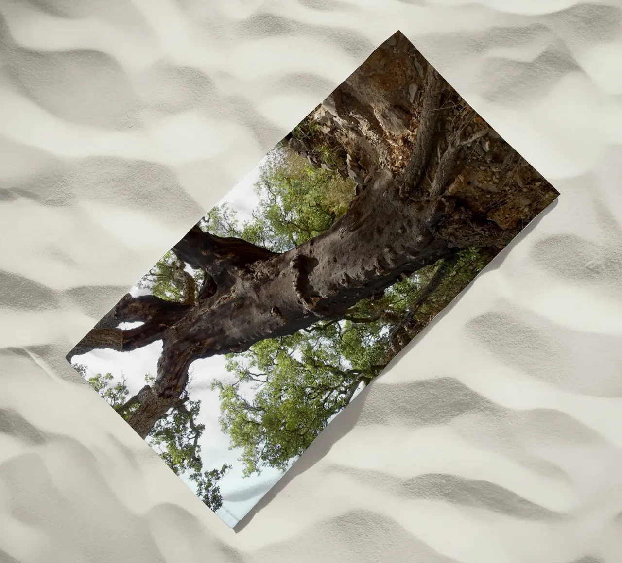 Quercia telo mare da Massimo Frascogna