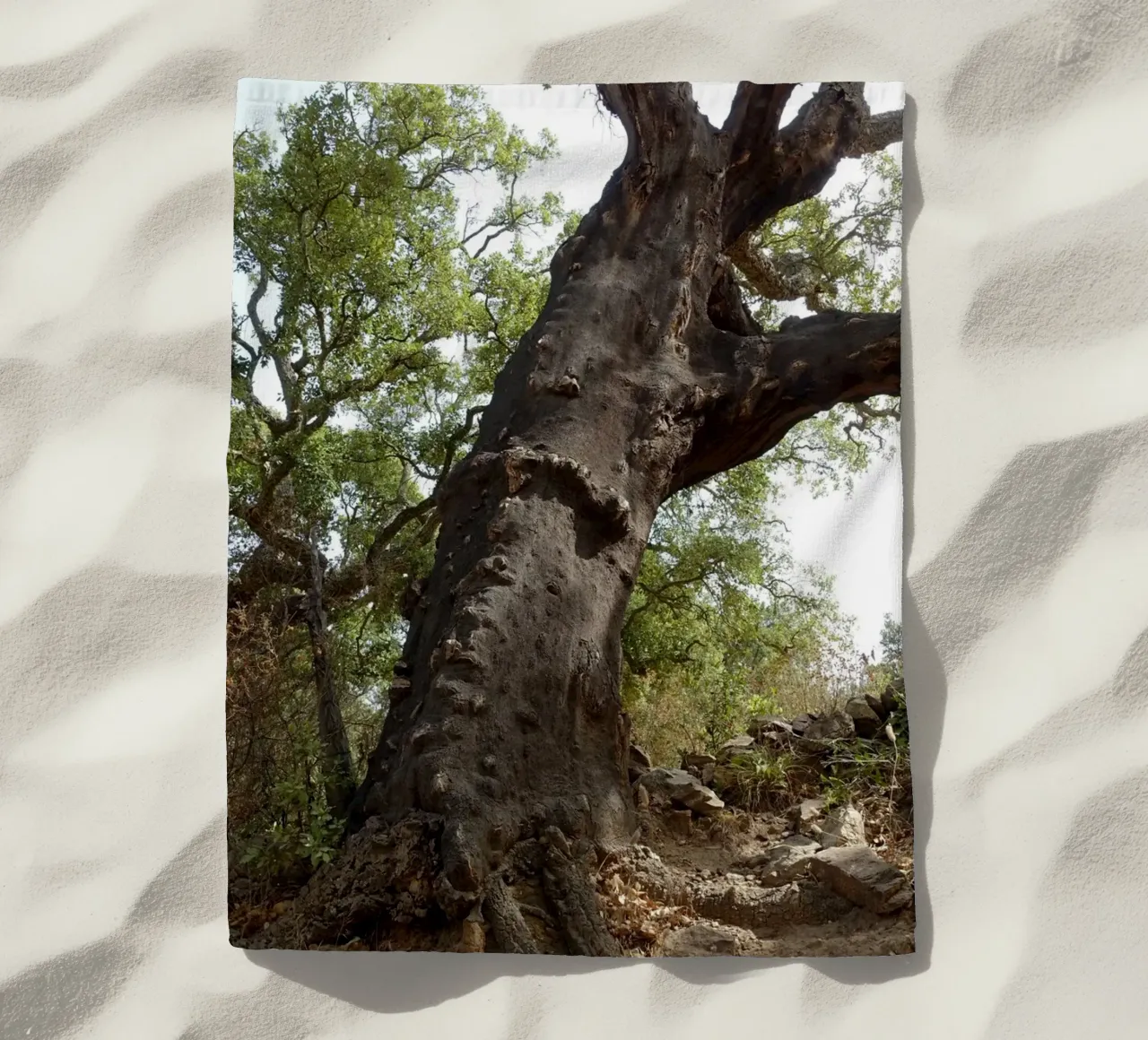 Quercia telo mare da Massimo Frascogna