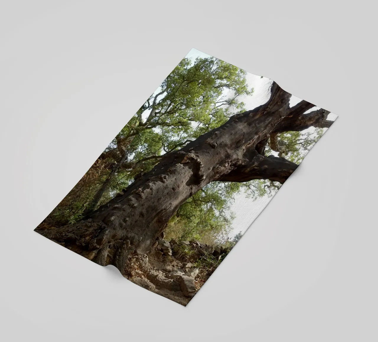 Quercia telo mare da Massimo Frascogna