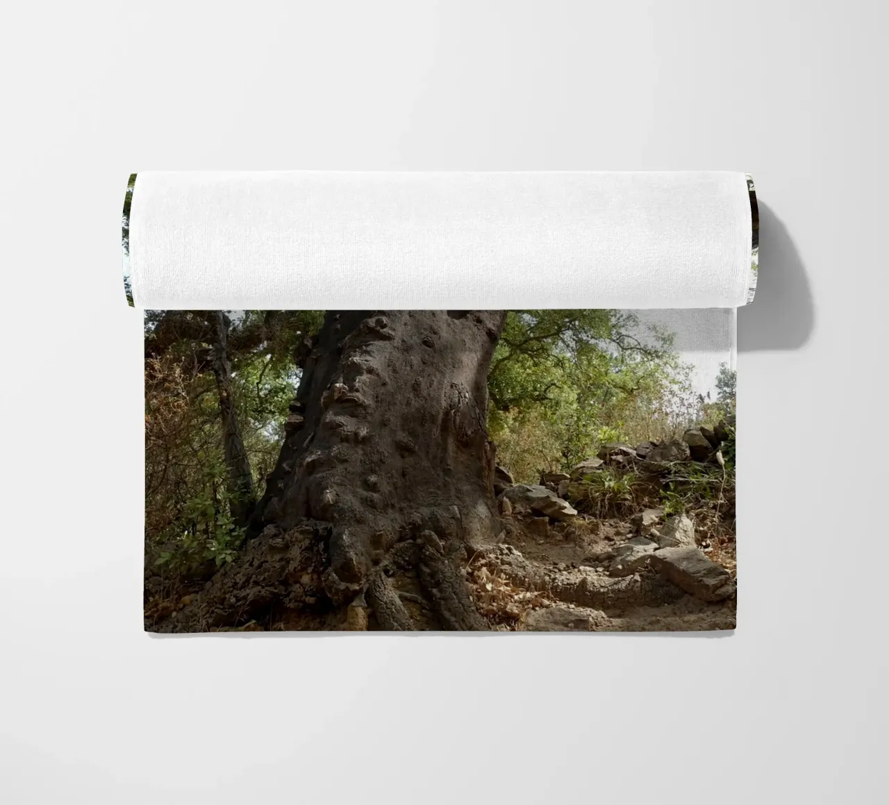 Quercia telo mare da Massimo Frascogna