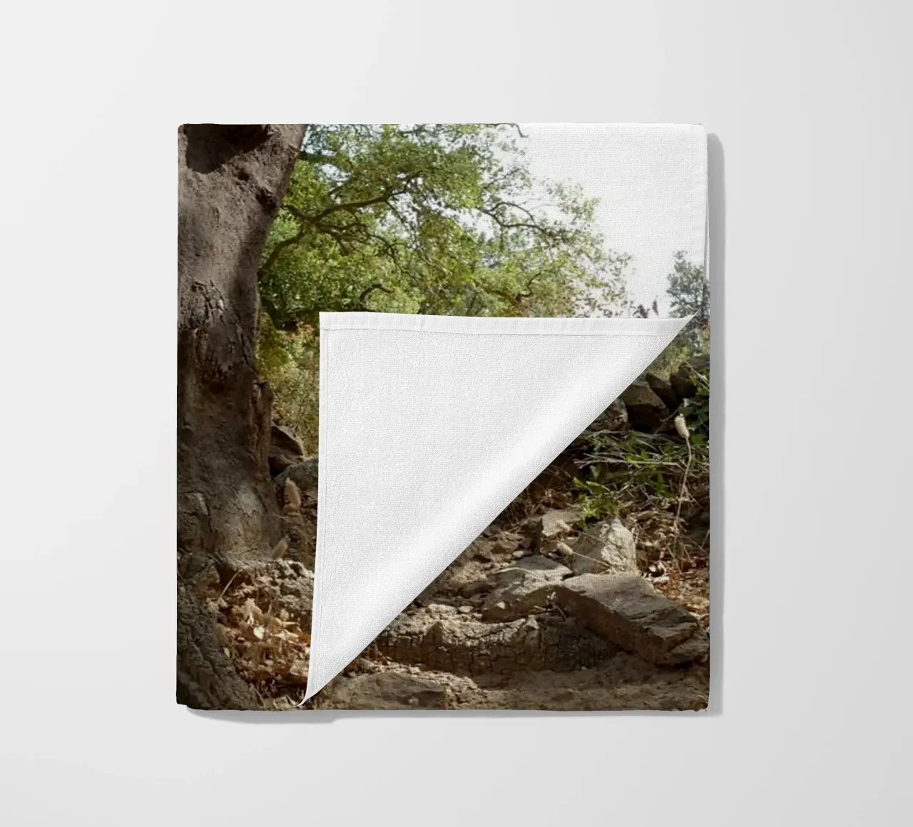 Quercia telo mare da Massimo Frascogna