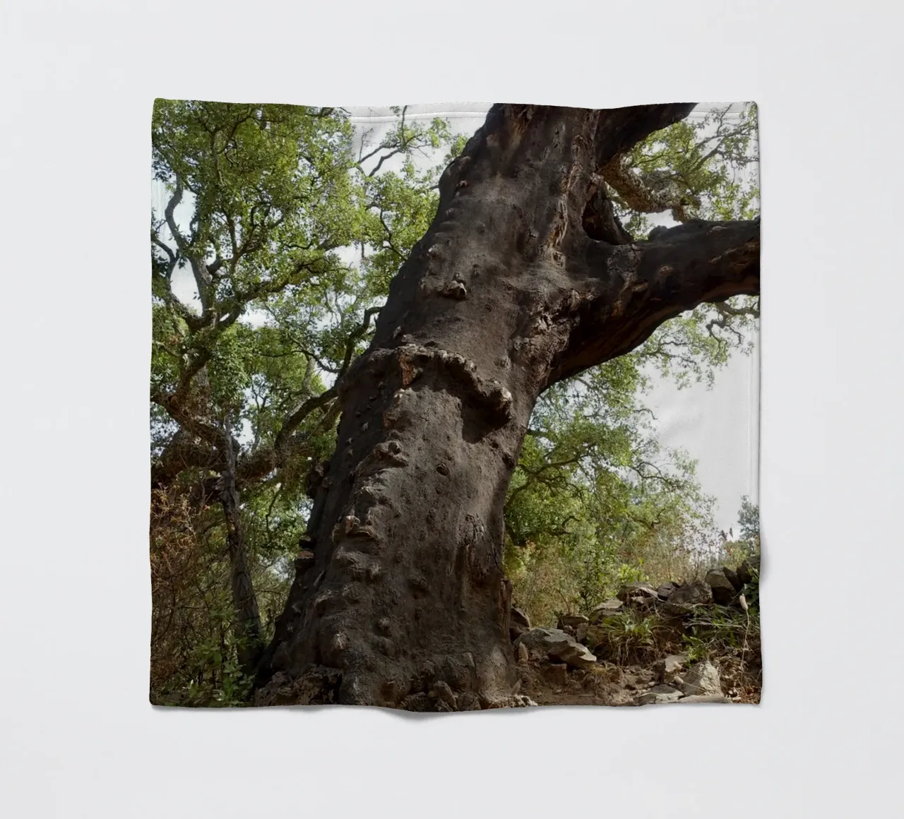 Quercia coperta in pile da Massimo Frascogna