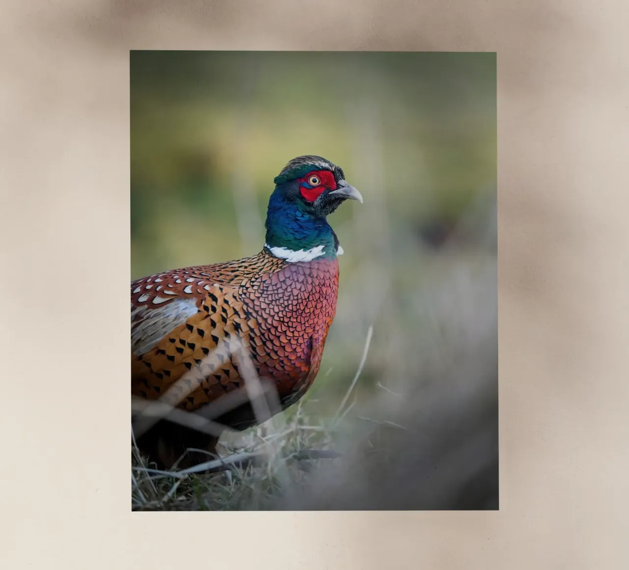 Fagiano pellicola backlit da Tom's Wildlife