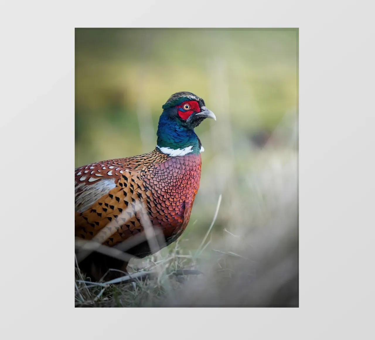 Fagiano pellicola backlit da Tom's Wildlife