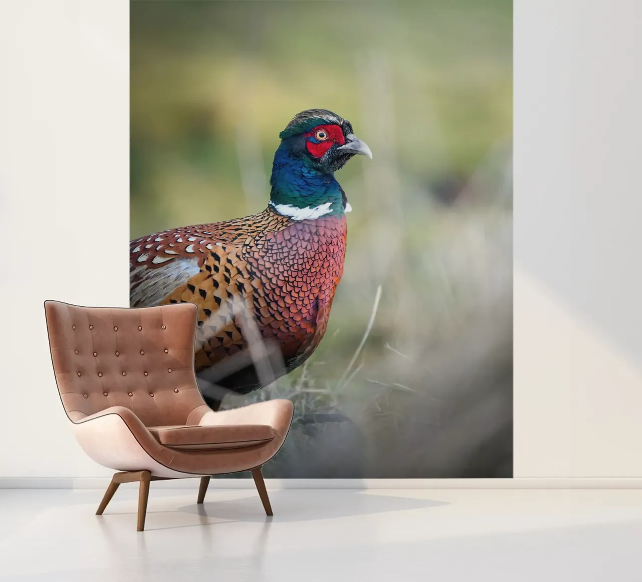 Pheasant photo wallpaper by Tom's Wildlife