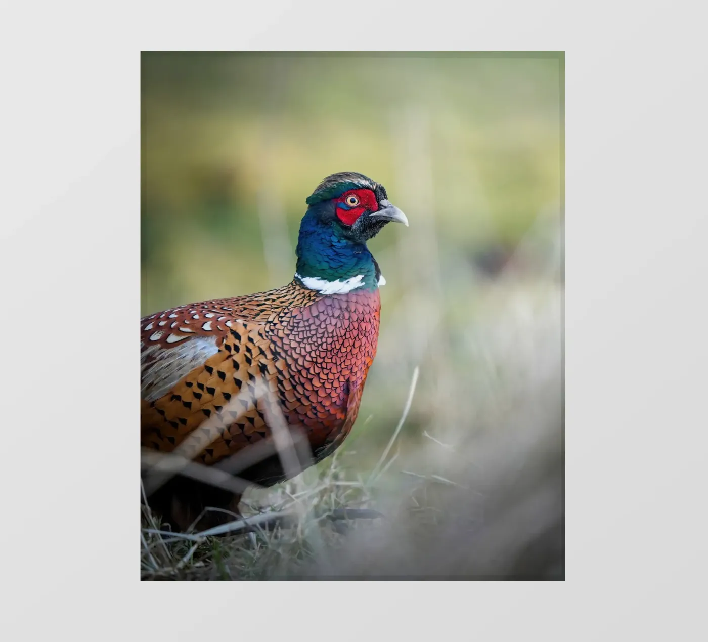 Fazant fotobehang van Tom's Wildlife