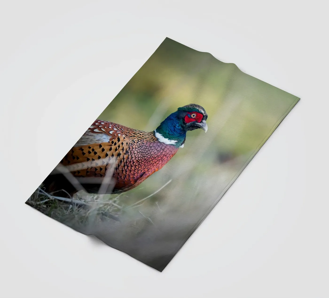 Pheasant fleece blanket by Tom's Wildlife