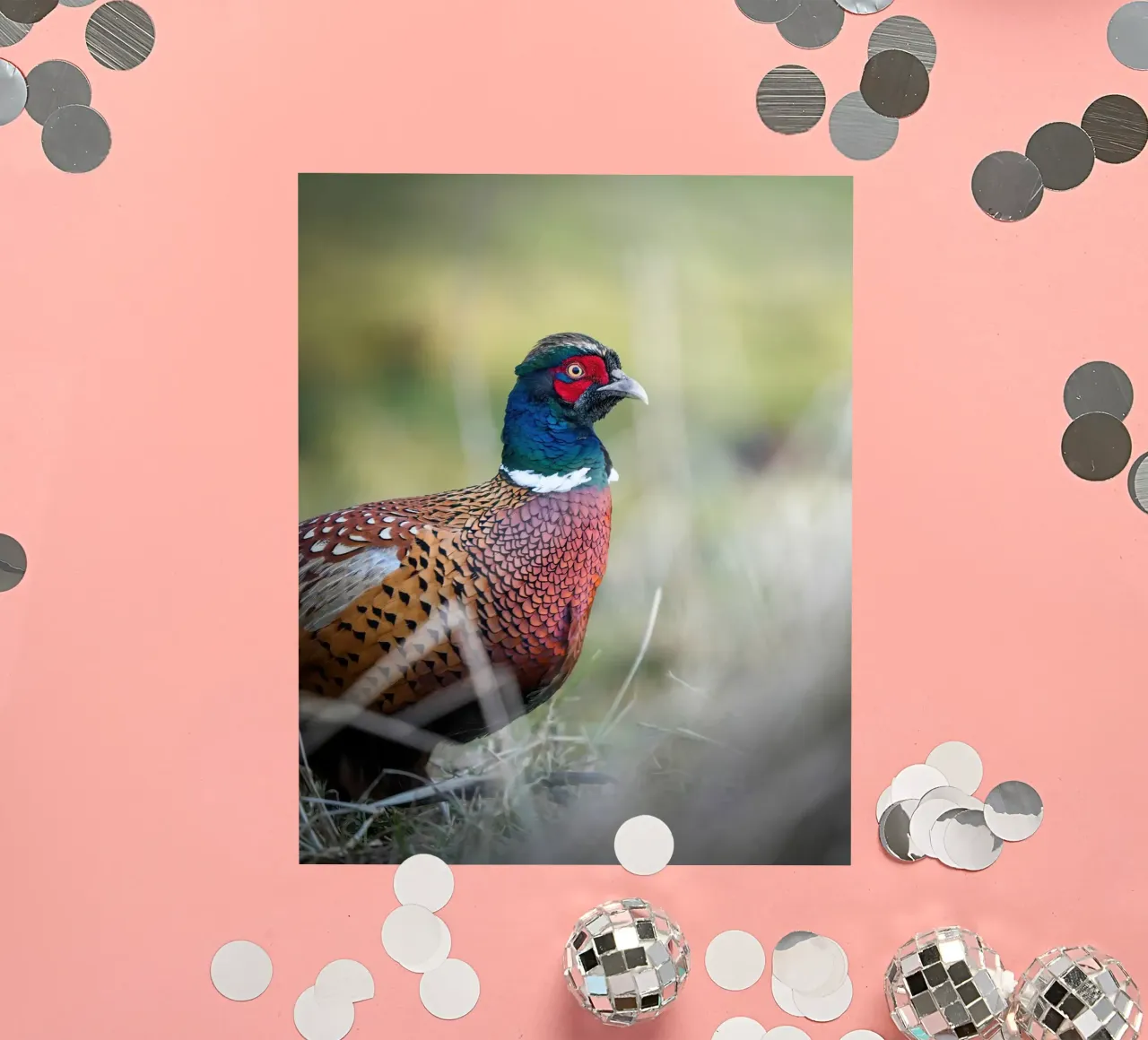Pheasant sticker by Tom's Wildlife