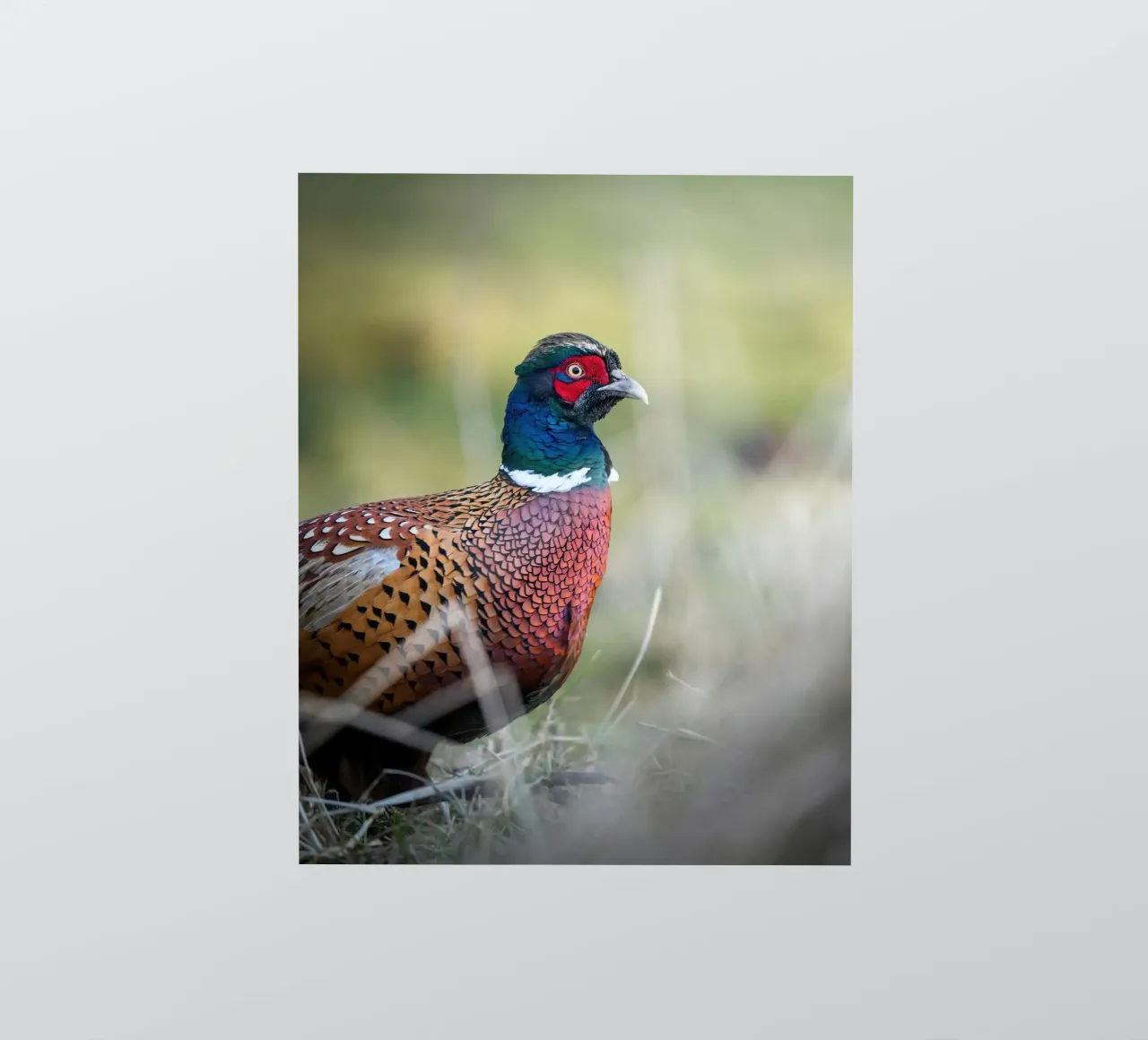 Pheasant sticker by Tom's Wildlife