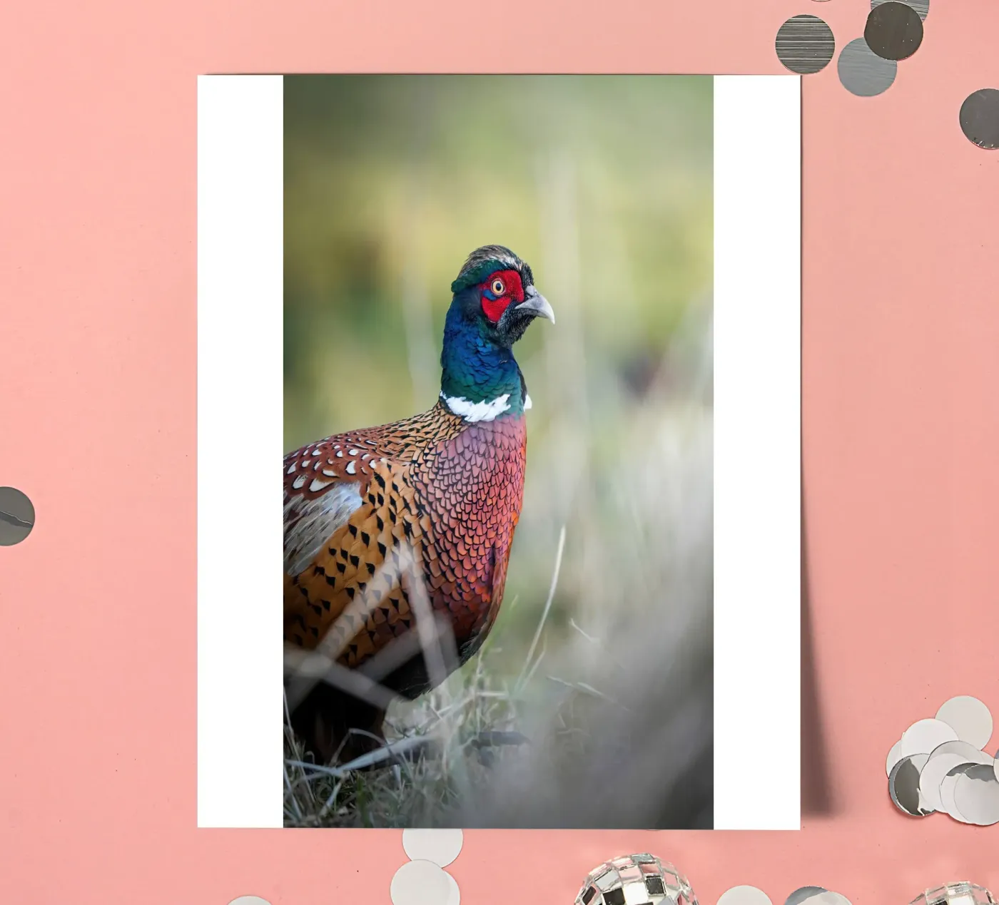 Pheasant planche autocollant de Tom's Wildlife