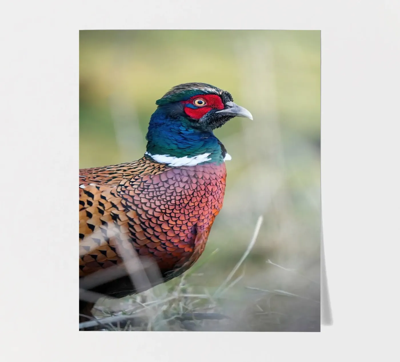 Pheasant planche autocollant de Tom's Wildlife