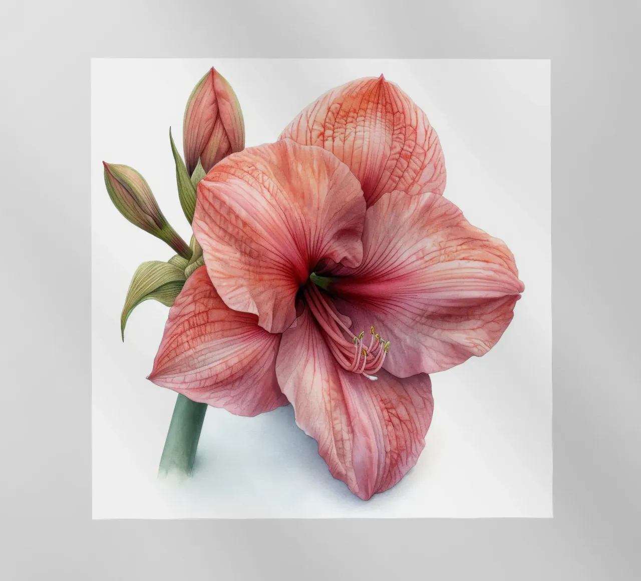 Fiore di Amaryllis 4 pellicola backlit da Bold Blooms