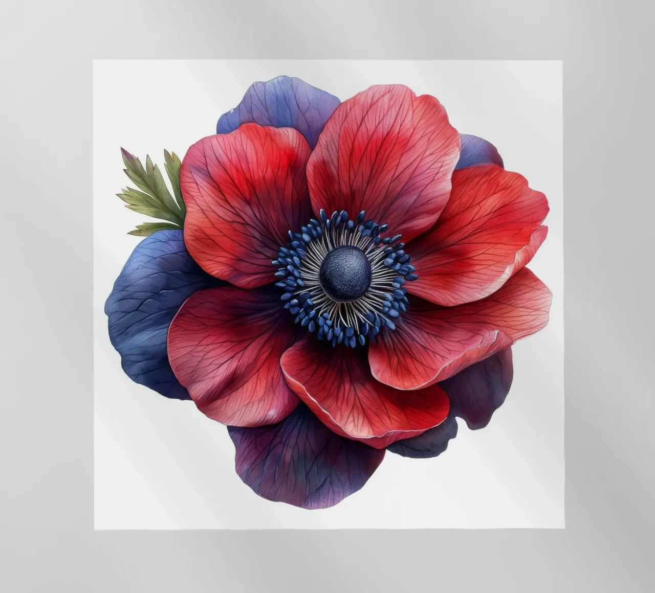 Fiore di anemone 3 pellicola backlit da Bold Blooms