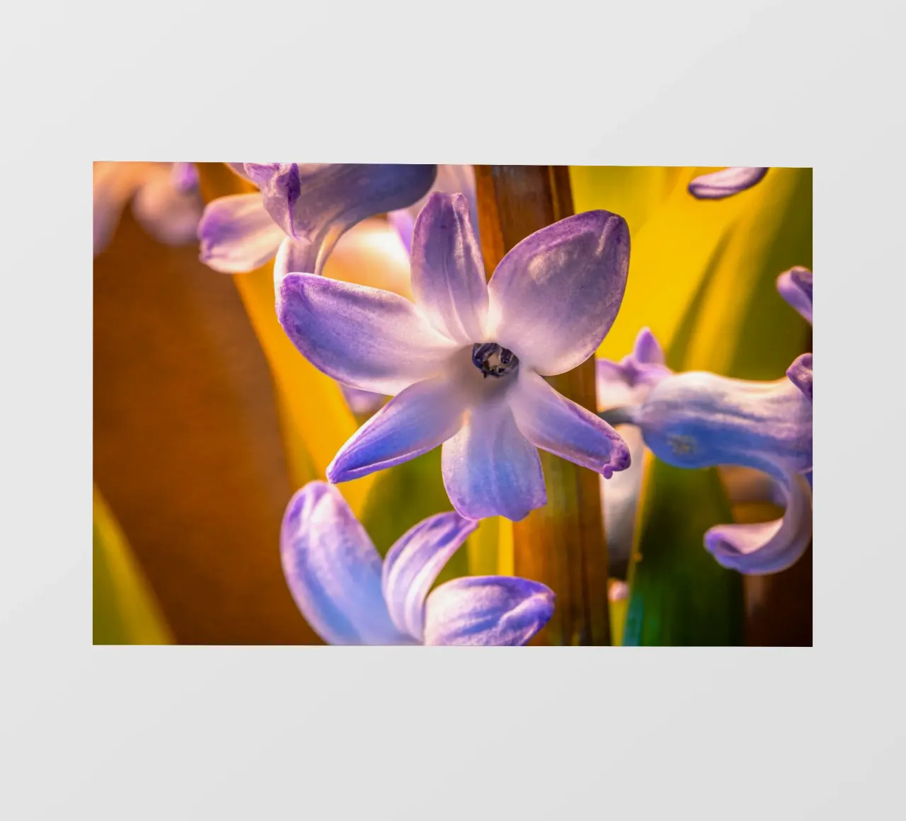 Fiore del giacinto blu telo in pvc da Marcus Beckert | Fotografie