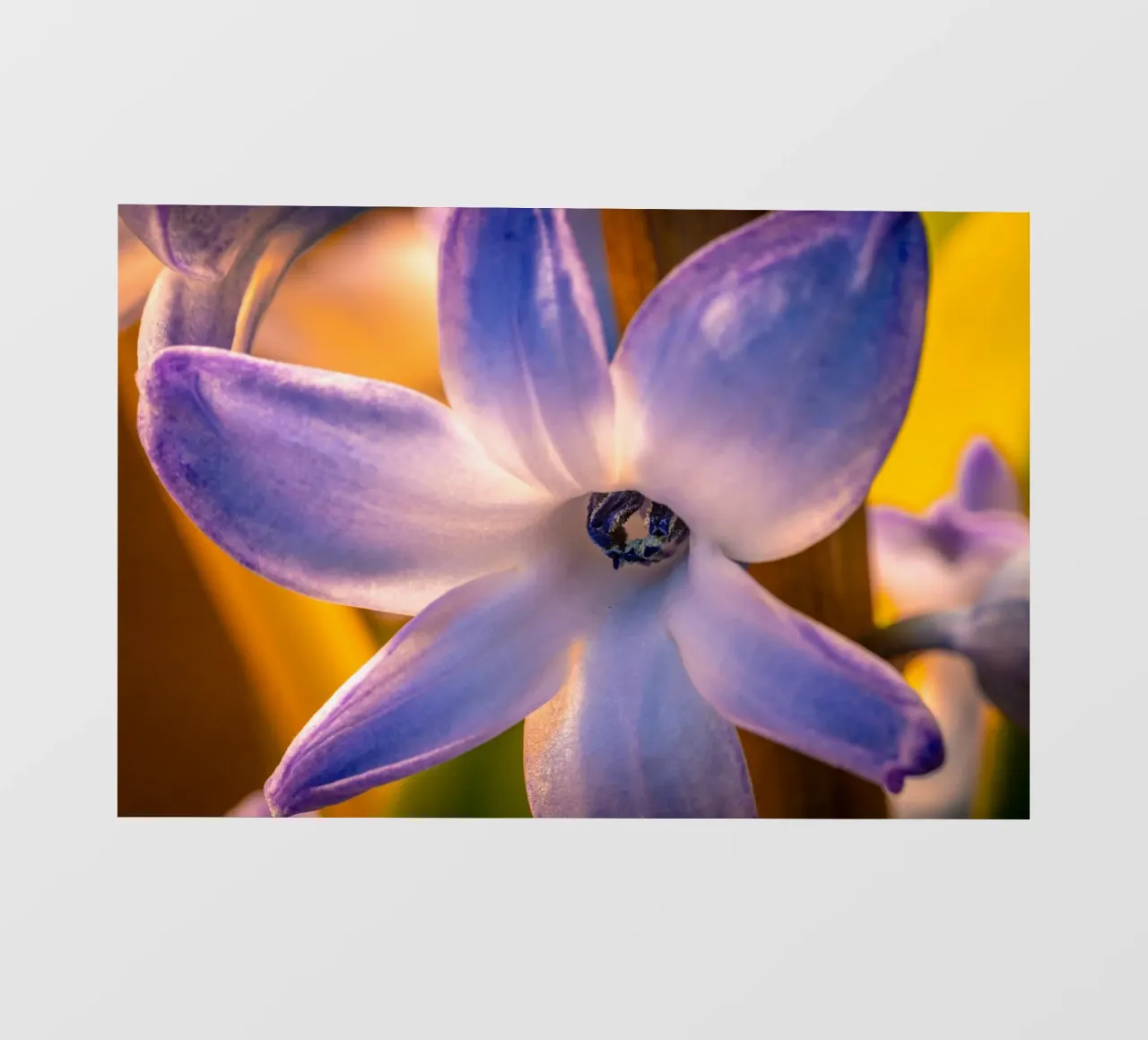 Primer plano de un jacinto azul lámina retroiluminada de Marcus Beckert | Fotografie