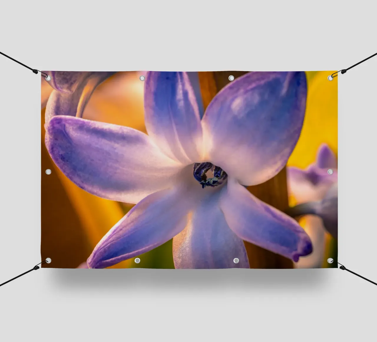 Close-up of a blue hyacinth pvc cover by Marcus Beckert | Fotografie