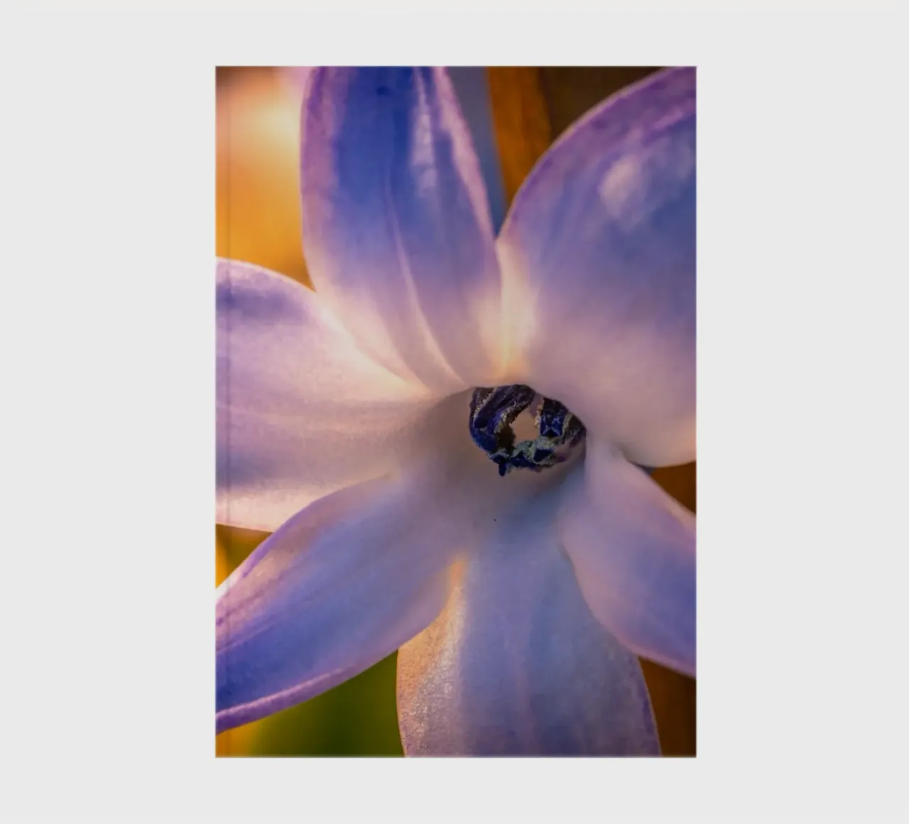 Nahaufnahme einer blauen Hyazinthe Notizbuch von Marcus Beckert | Fotografie