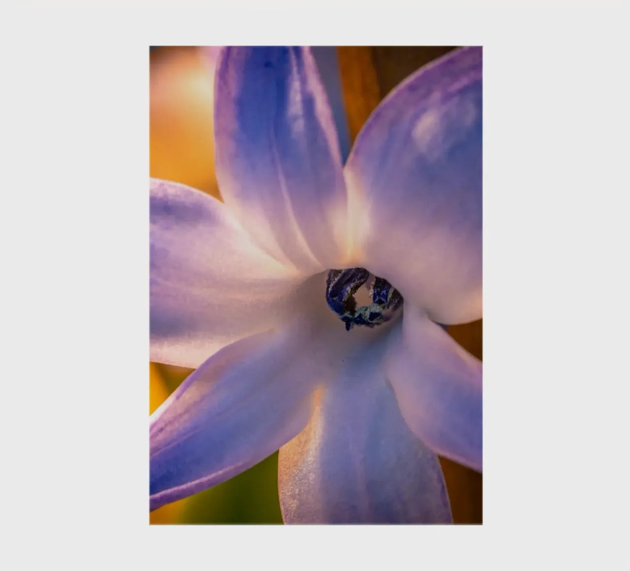 Nahaufnahme einer blauen Hyazinthe Notizbuch von Marcus Beckert | Fotografie
