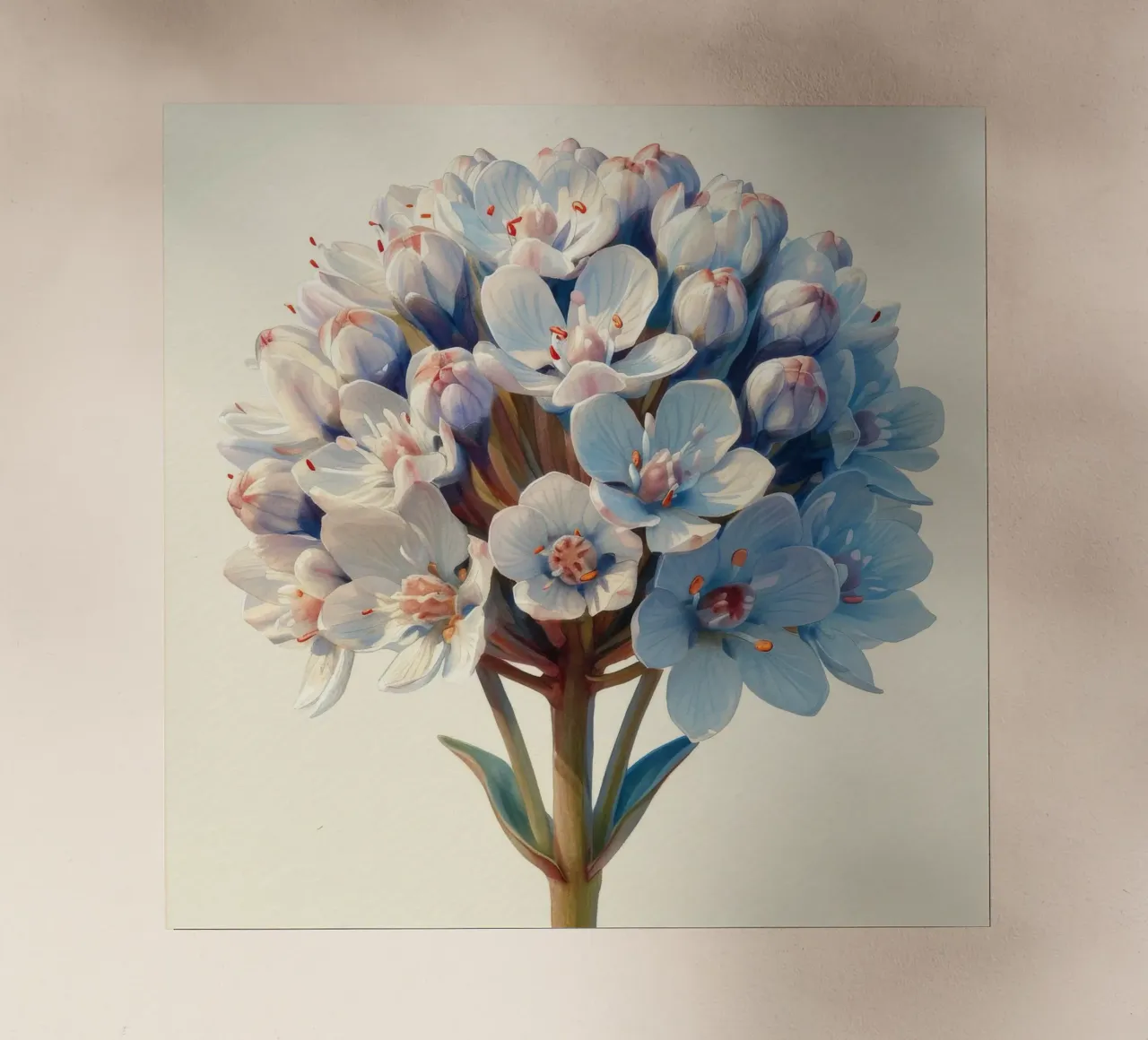 Fiore di Candytuft 2 pellicola backlit da Bold Blooms