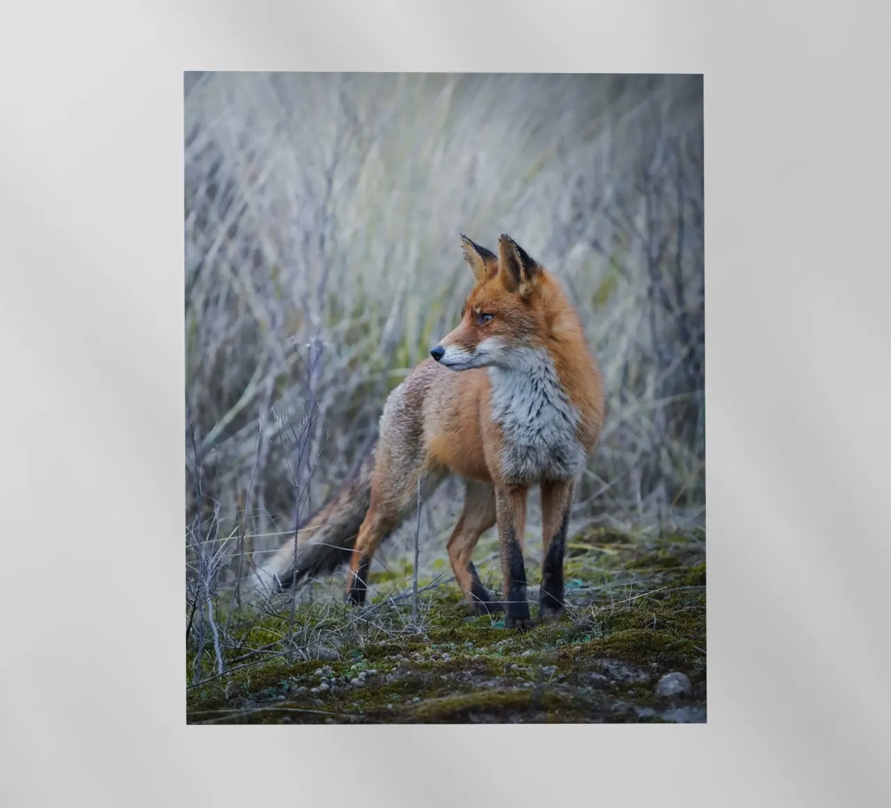 Volpe pellicola backlit da Tom's Wildlife