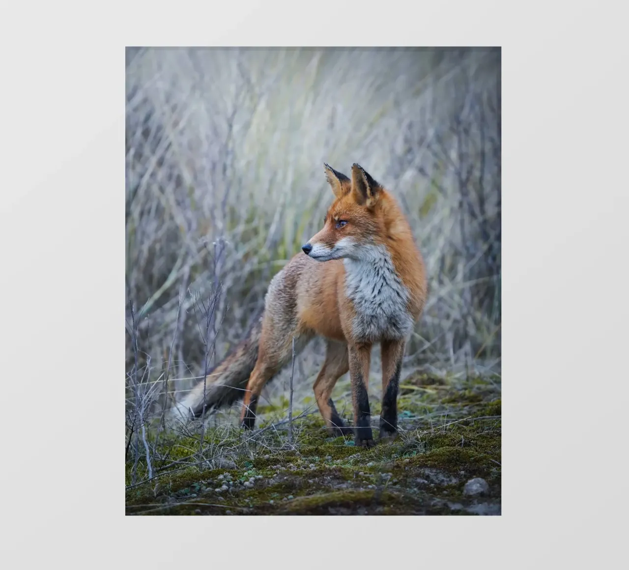 Volpe pellicola backlit da Tom's Wildlife