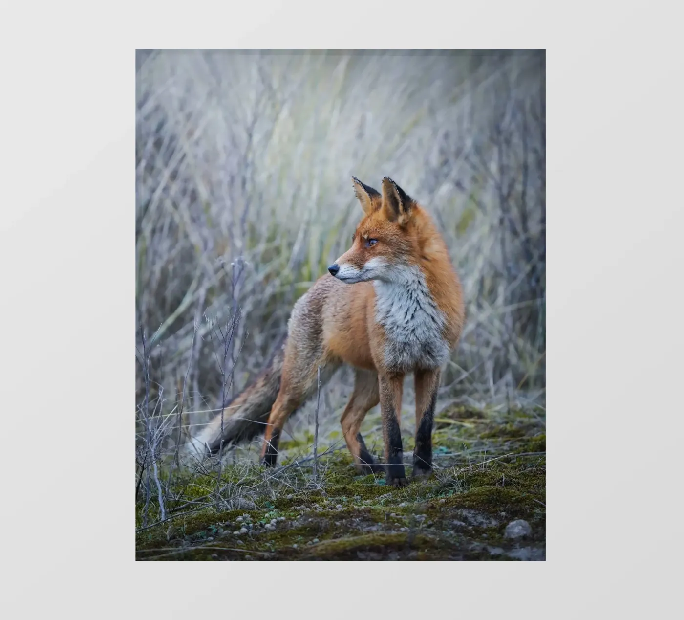 Fox fotobehang van Tom's Wildlife