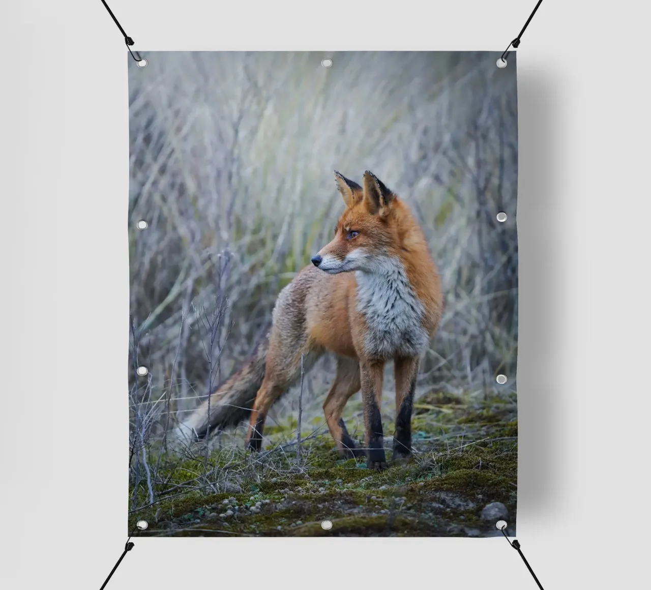 Fuchs PVC Plane von Tom's Wildlife