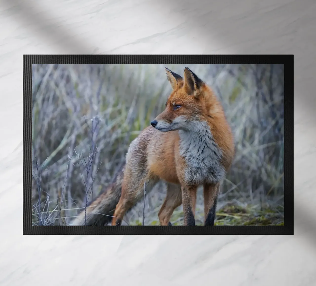 Volpe zerbino da Tom's Wildlife
