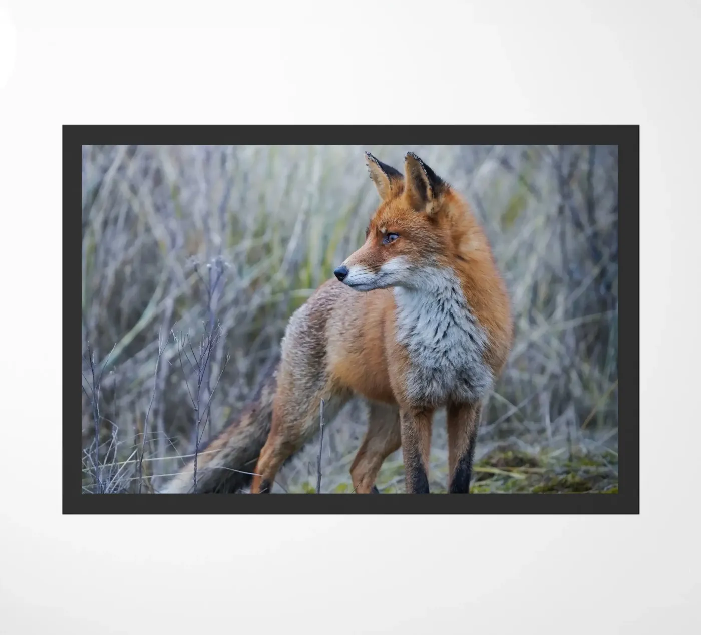 Fox zerbino da Tom's Wildlife