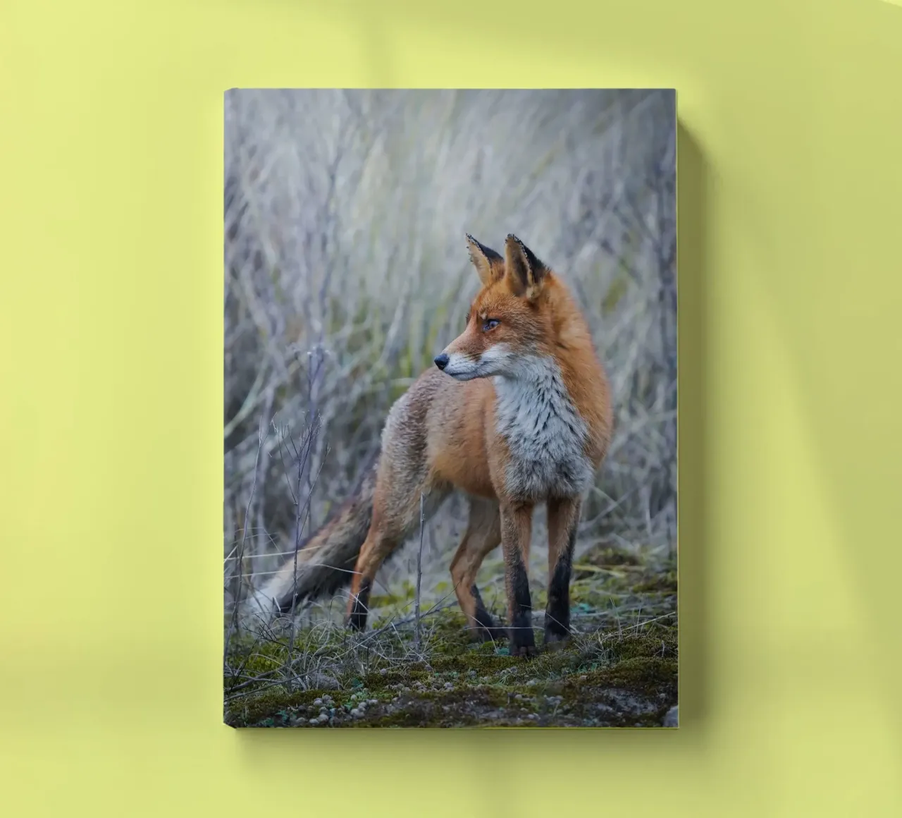 Fox notebook by Tom's Wildlife