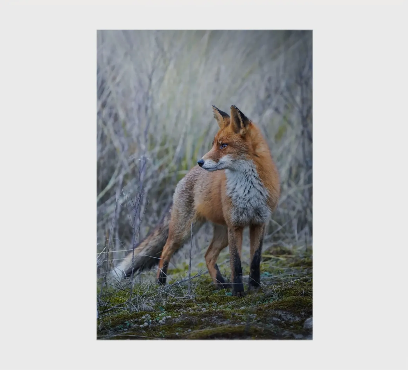 Fox notebook by Tom's Wildlife