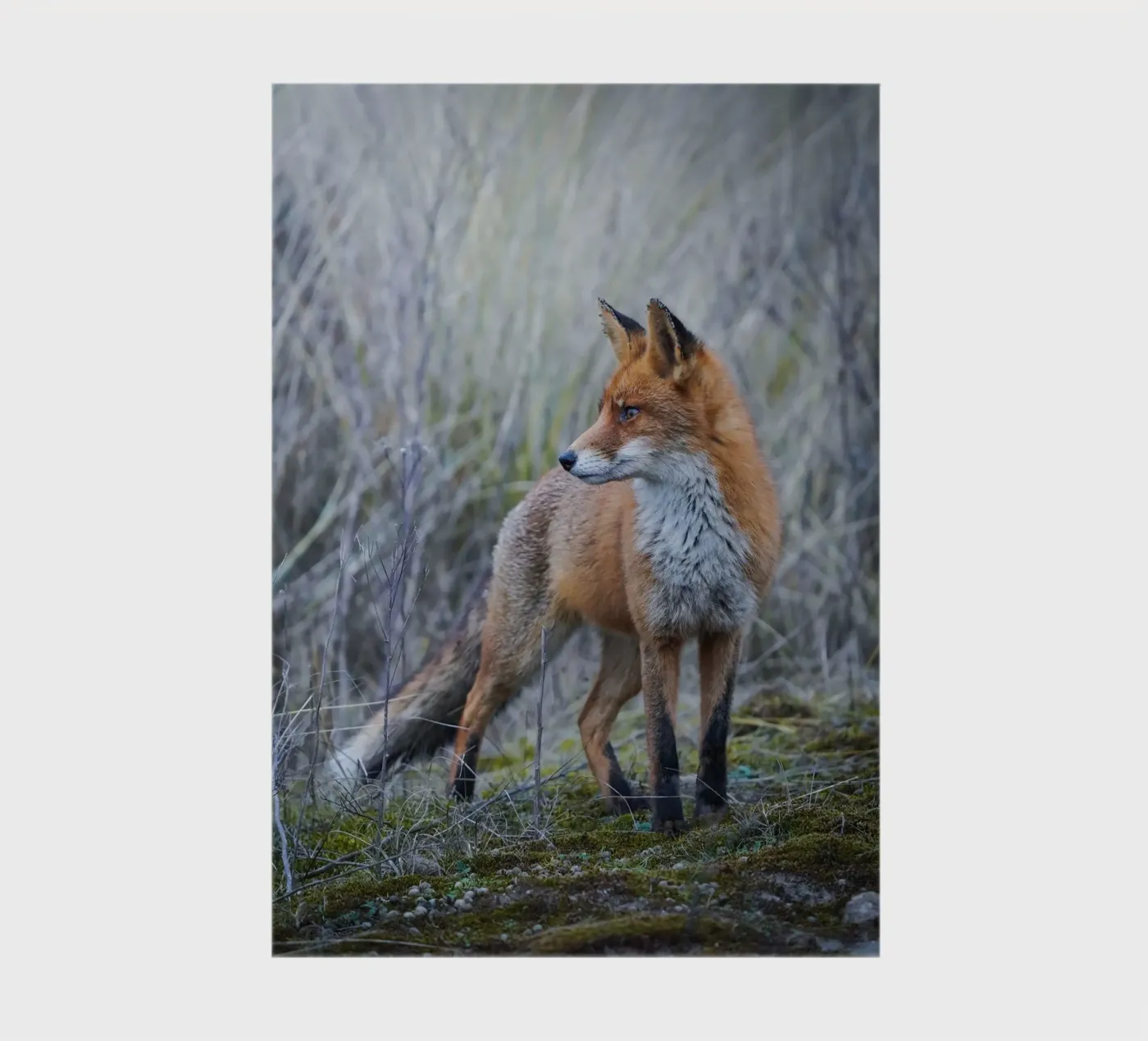 Fox notebook by Tom's Wildlife