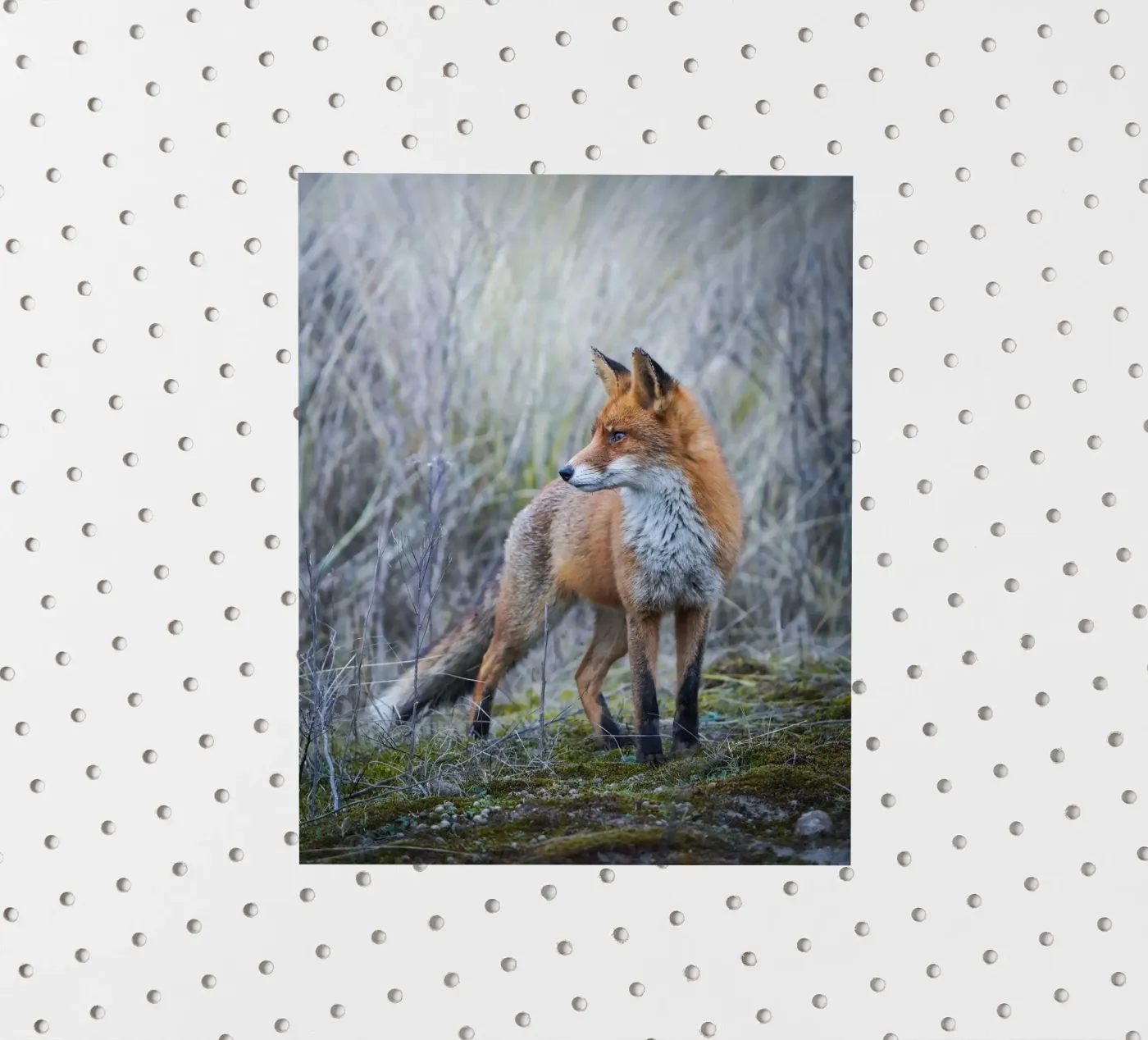 Fuchs Sticker von Tom's Wildlife