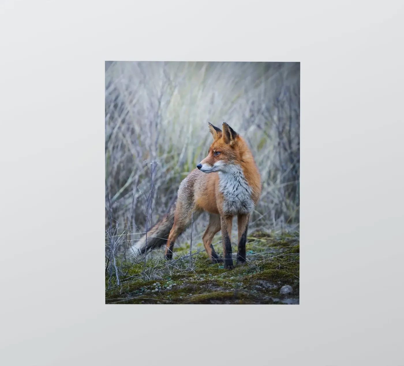 Fuchs Sticker von Tom's Wildlife