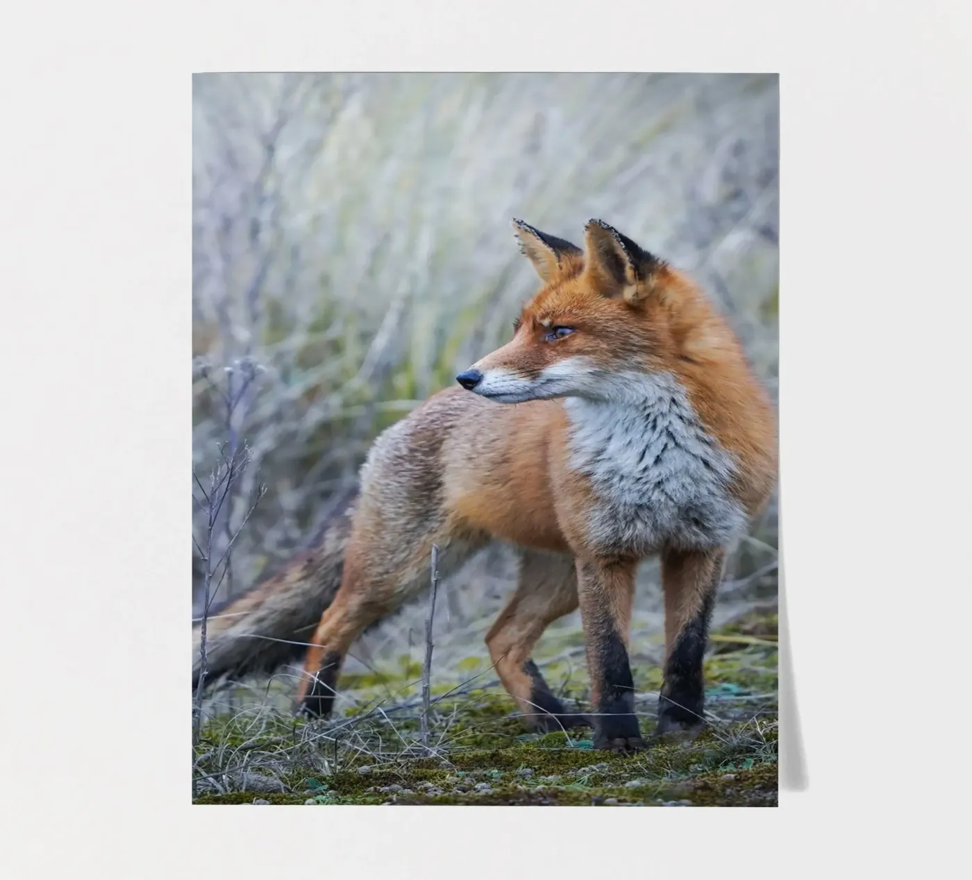 Fox sticker sheet by Tom's Wildlife