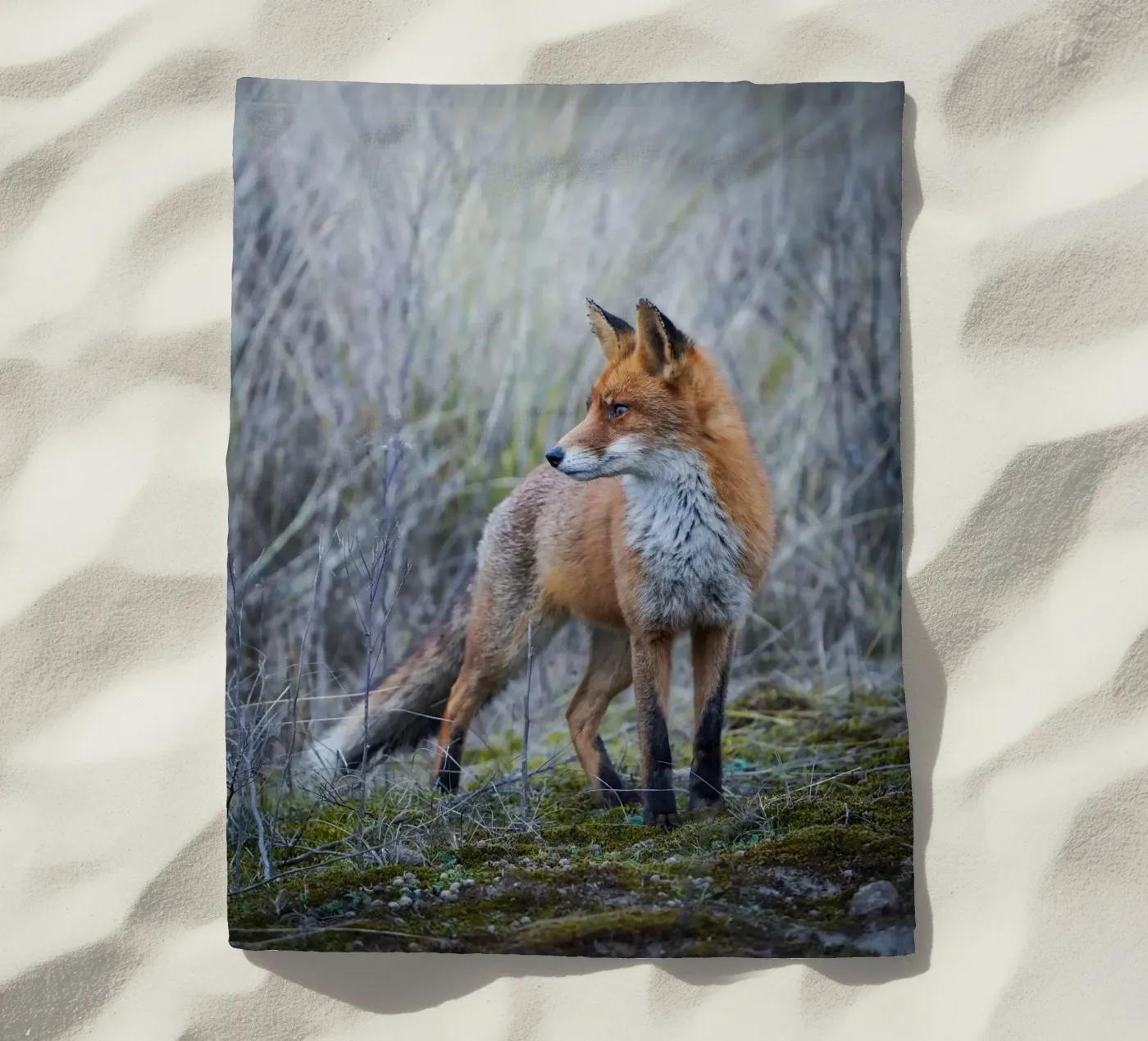 Renard serviette de plage de Tom's Wildlife