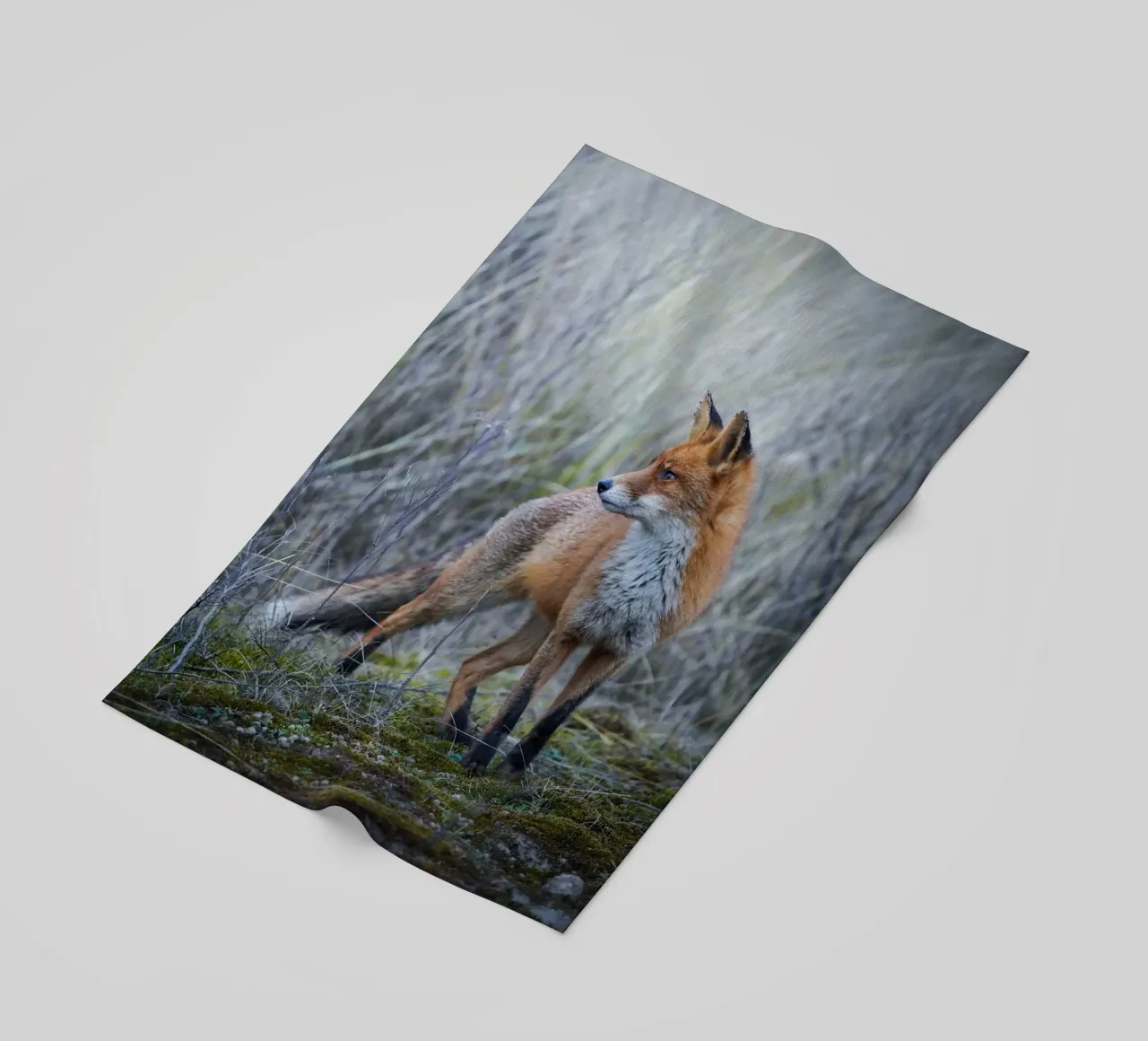 Volpe telo mare da Tom's Wildlife