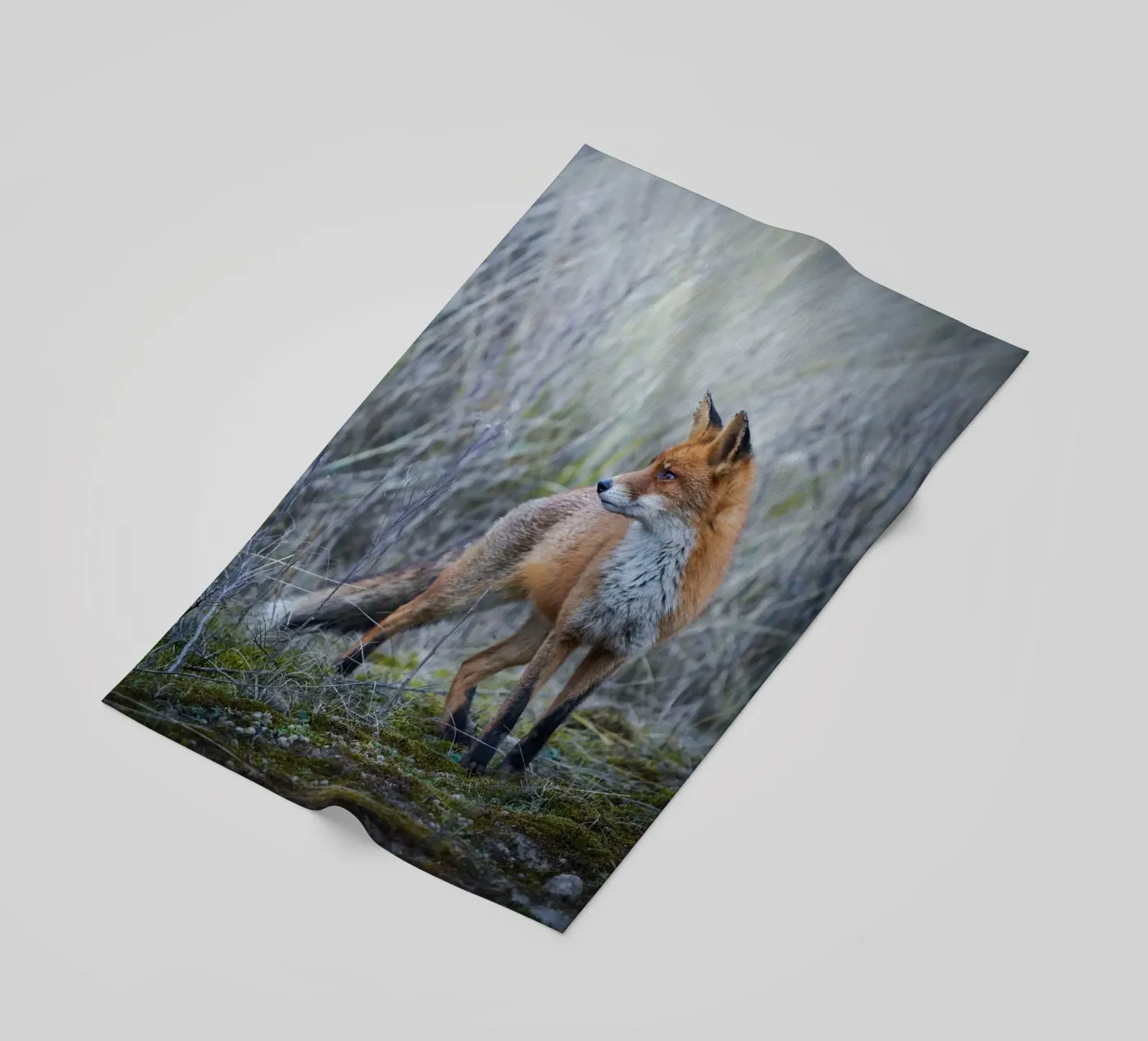 Renard serviette de plage de Tom's Wildlife