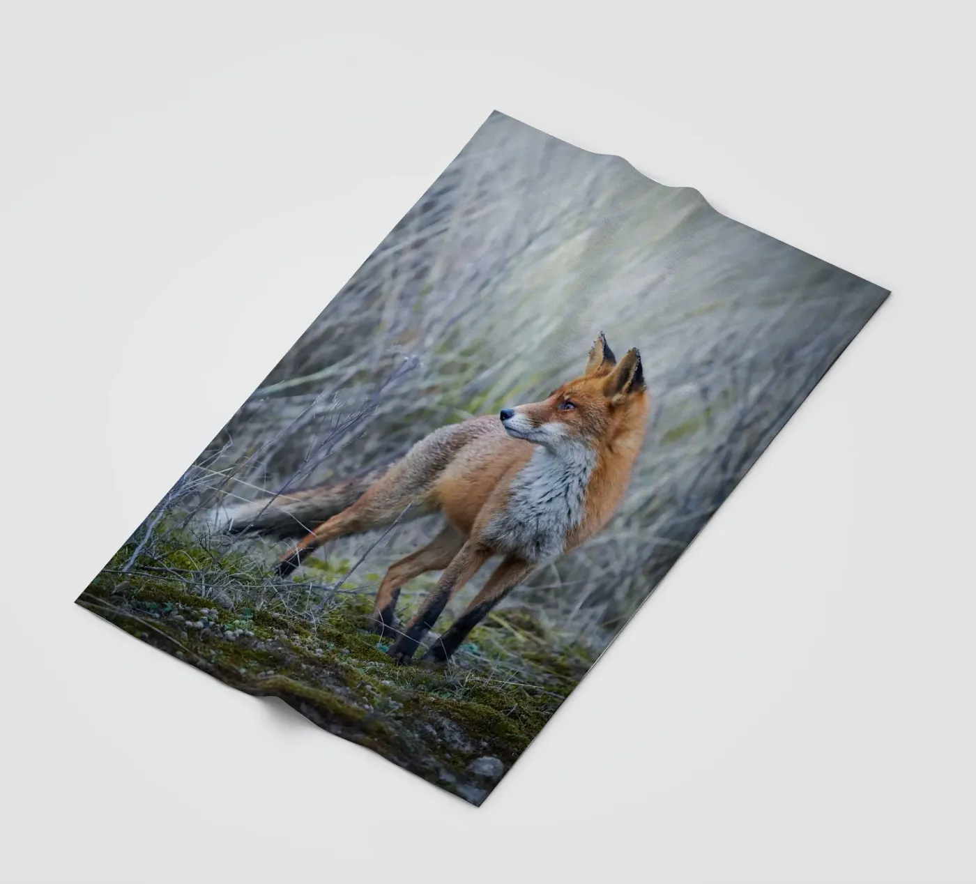 Fox Fleecedecke von Tom's Wildlife