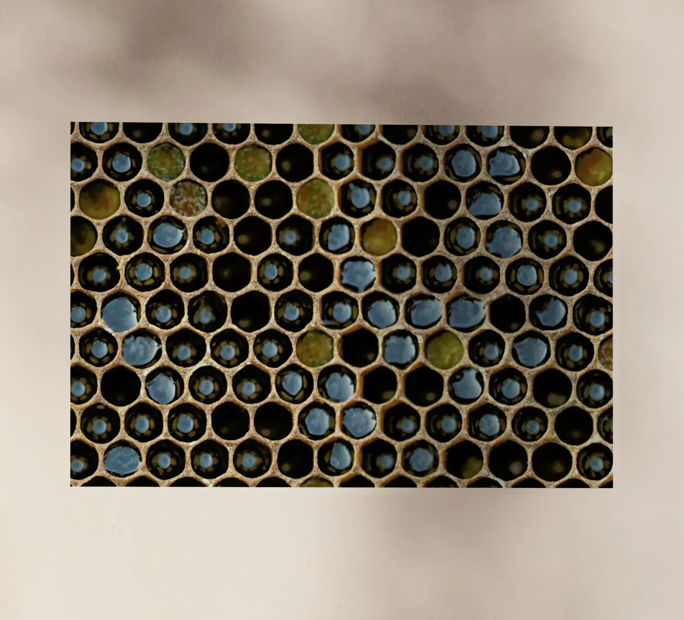 Bee Pattern pellicola backlit da Curious Collections by Marielle Leenders
