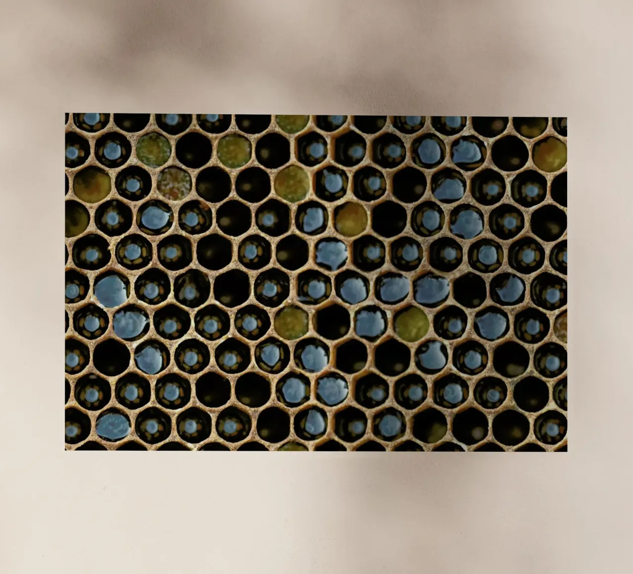 Bee Pattern pellicola backlit da Curious Collections by Marielle Leenders